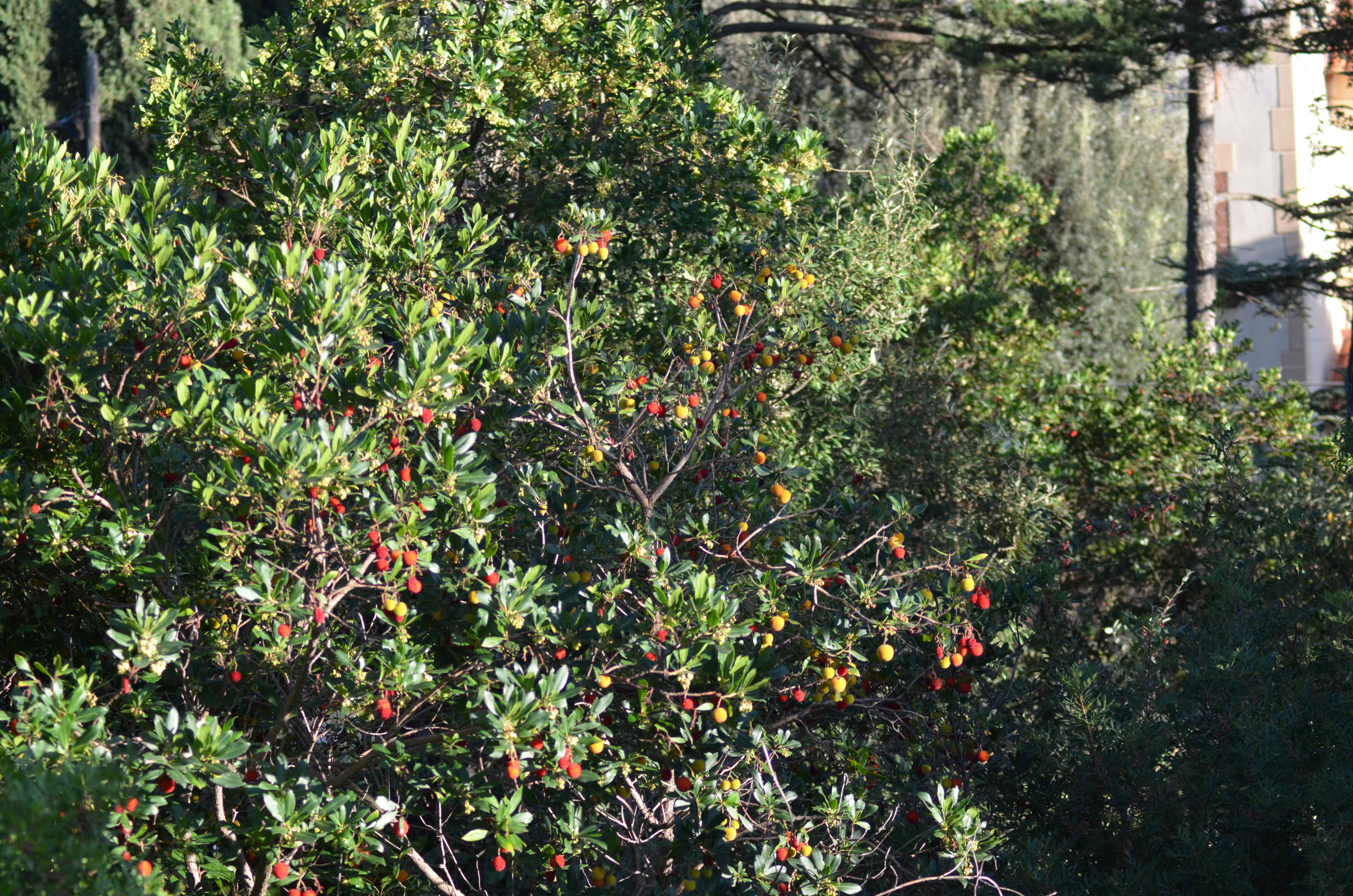 No s'ha trobat l'arxiu